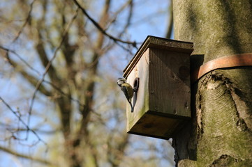 Blaumeise am Nistkasten