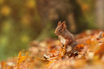 The squirrel was photographed in the Czech Republic. Squirrel is a medium-sized rodent. Inhabiting a wide territory ranging from Western Europe to Eastern Asia.Animal in the wild. Beautiful picture of