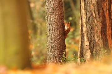 The squirrel was photographed in the Czech Republic. Squirrel is a medium-sized rodent. Inhabiting a wide territory ranging from Western Europe to Eastern Asia.Animal in the wild. Beautiful picture of