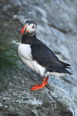 Puffin. Puffins are any of three small species of alcids in the bird genus Fratercula with a...