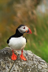 Puffin. Puffins are any of three small species of alcids in the bird genus Fratercula with a brightly coloured beak during the breeding season.