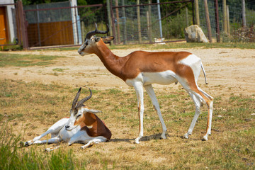 Gazelle dama
