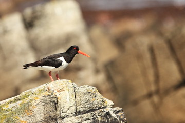 Haematopus ostralegus. Oystercatcher marsh bird fisher of fish and shellfish nesting colony on the island of Runde nature reserve for seabirds Norway.