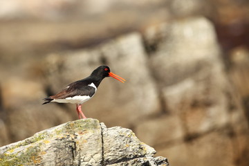 Haematopus ostralegus. Oystercatcher marsh bird fisher of fish and shellfish nesting colony on the...