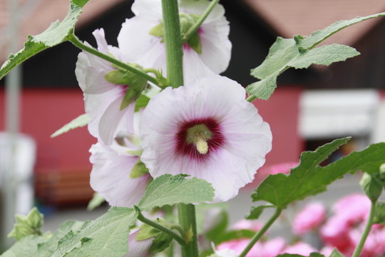 bauernrose in voller bl&uuml;te