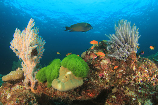 Fototapeta Underwater coral reef and fish in ocean