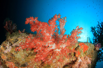 Fototapeta na wymiar Underwater fish on coral reef