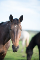 Portrait Leutstettener Stute