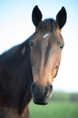 Portrait Leutstettener Stute