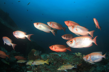 Underwater fish on coral reef