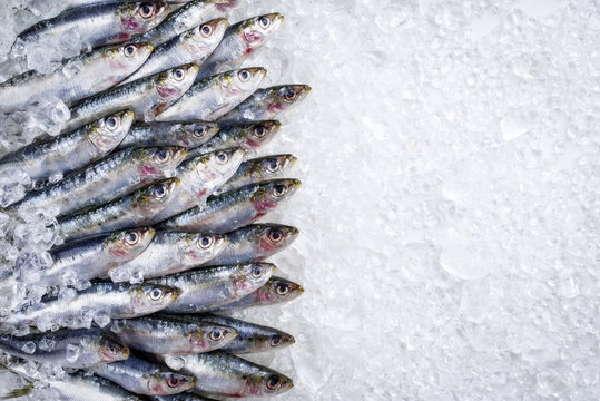 Raw sardine on ice offered as top view with copy space right