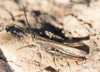 Verkannter Grashüpfer (Chorthippus mollis) sitzt auf Sandboden, Niedersachsen, Deutschland, Europa