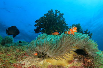 Fototapeta na wymiar Clownfish anemonefish fish