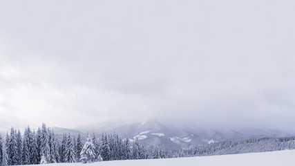 Winter landscape with white fir trees and mountain peak on horizon.