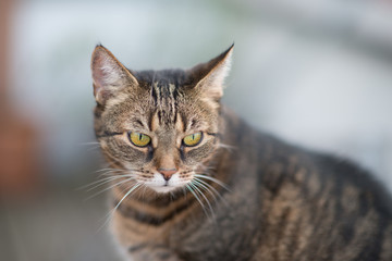 Katze Europ&auml;isch Kurzhaar