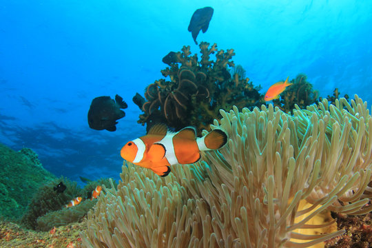 Anemonefish Images – Browse 38,601 Stock Photos, Vectors, and Video ...