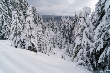 Winter forest in mountains with white fir trees.