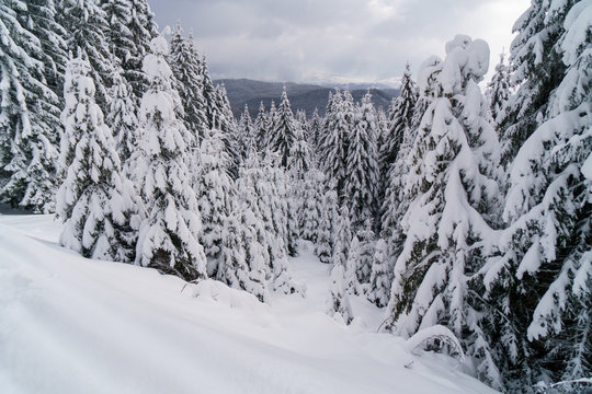 Fototapeta Winter forest in mountains with white fir trees.