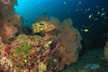 Naklejka na ściany i meble Underwater fish on coral reef