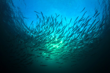 Naklejka na ściany i meble Barracuda fish school underwater