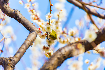 The Japanese White eye.The background is white plum blossoms and red plum blossoms.Located in Tokyo Prefecture Japan.