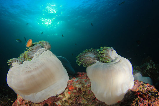 Underwater fish on coral reef