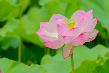 Obraz premium The Lotus Flower.Background is the lotus leaf.Shooting location is Yokohama, Kanagawa Prefecture Japan.