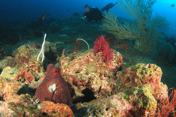 Fototapeta na wymiar Scuba dive. Diving in ocean. Scuba divers explore coral reef