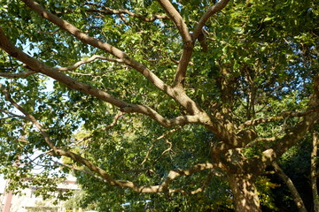 枝