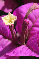 Bougainvillea