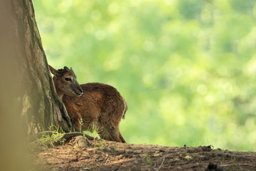Ovis musimon. Beautiful nature. Wild nature of Czech. Autumn, winter and spring colors. A majestic animal. In the forest. Detail in nature. Muflon is the only representative of the genus of wild sheep