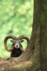Ovis musimon. Beautiful nature. Wild nature of Czech. Autumn, winter and spring colors. A majestic animal. In the forest. Detail in nature. Muflon is the only representative of the genus of wild sheep