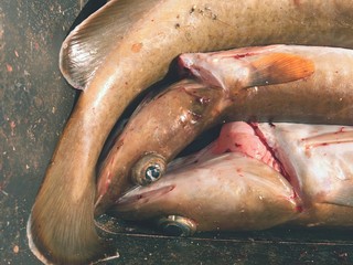 Freshly caught cod fish in black plastic crate with other catches. The fish opening mouth