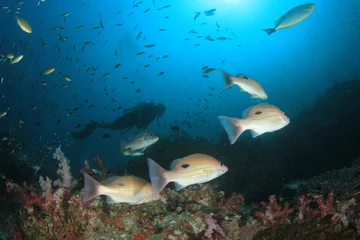 Küchenrückwand glas motiv Scuba dive. Diving in ocean. Scuba divers explore coral reef © Richard Carey