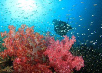 Fototapeta na wymiar Scuba dive. Diving in ocean. Scuba divers explore coral reef