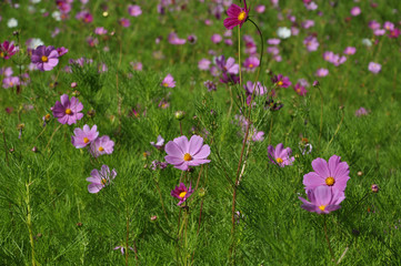 red and pink flowers on a green lawn