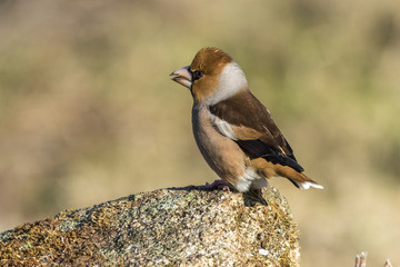 hawfinch