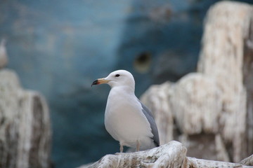 Close  up Sea Gull on the Wood Beam