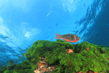 Fototapeta na wymiar Coral reef and fish in ocean