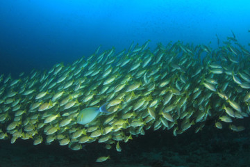 Coral reef and fish in ocean