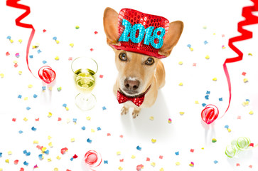 happy new year dog