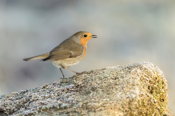 robin