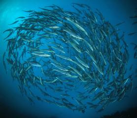 Fototapeta na wymiar Tuna fish circling underwater
