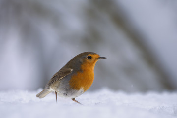 Rouge-gorge sur la neige