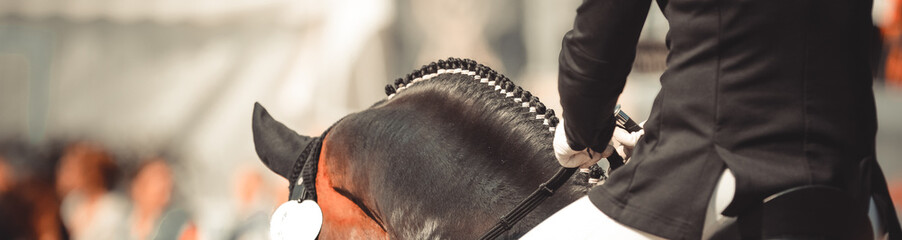 Horse dalbies photographed from behind in the dressage over the neck, with plaited braids.