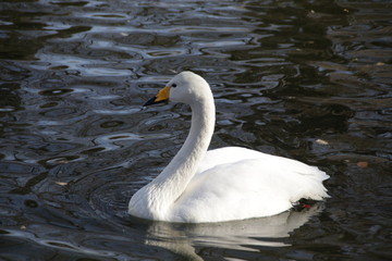 White beautiful Goose in the Lake, China