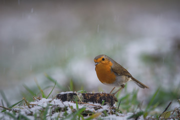Rouge-gorge sur un tronc dans la neige