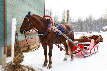 Fototapeta premium Winter sleigh rides pulled by horses in falling snow. Horse-drawn sleigh. Harnessed to the sled equine. Fun horse riding through in the cart. 