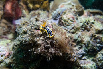 nudibranch at under the sea, Philippines