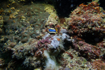 nudibranch at under the sea, Philippines